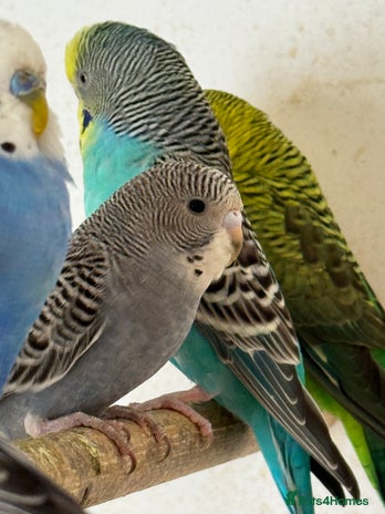 Budgerigars birds - Advert 3