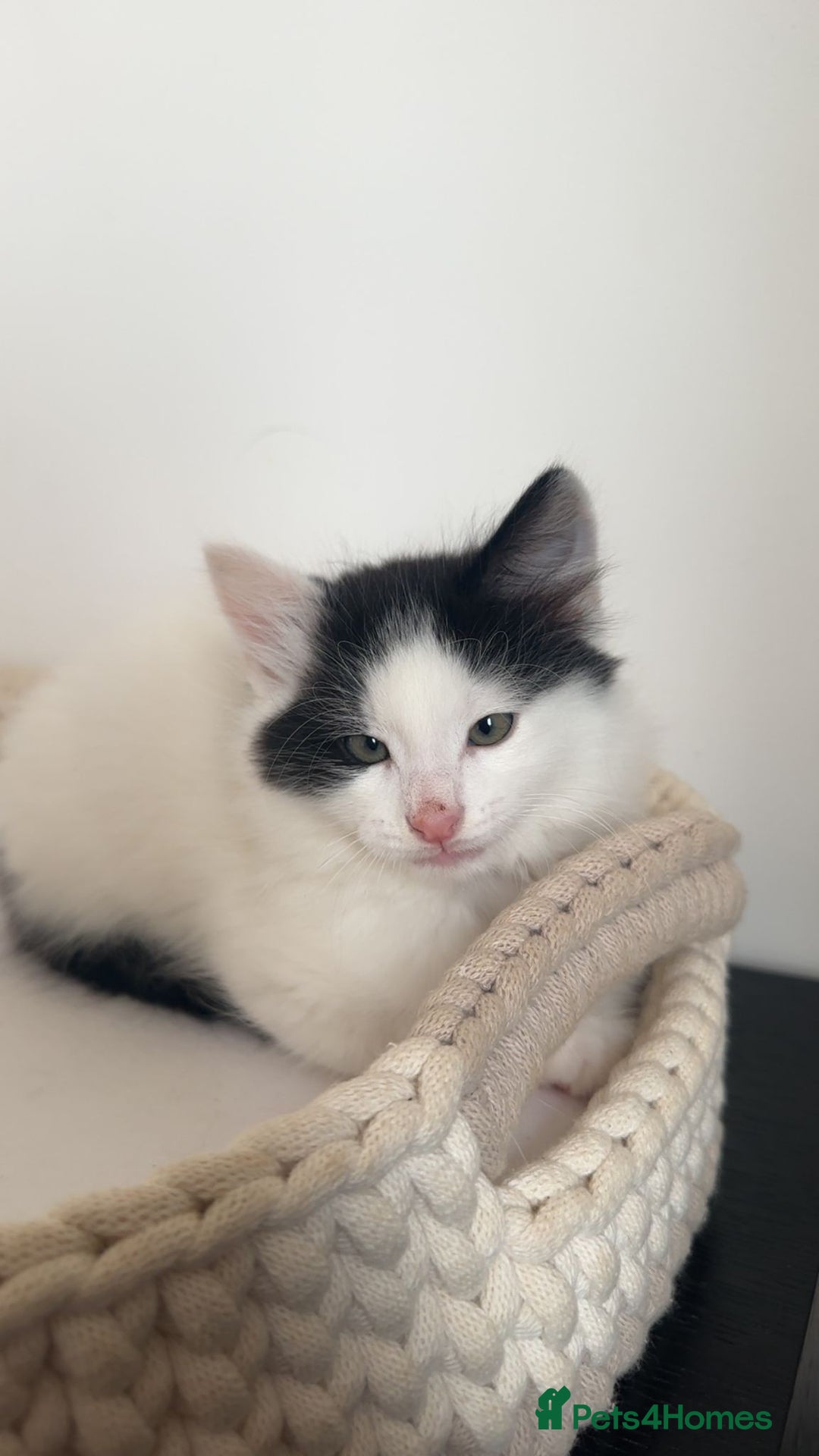 Mixed Breed cats for sale: Part Maine Coon black and white fluffy male cat - Advert 17