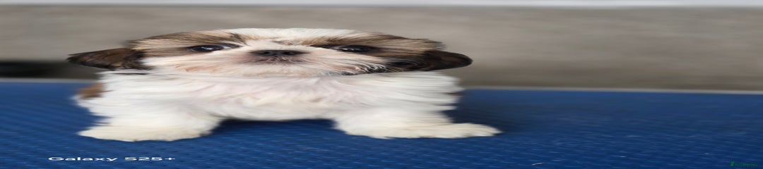Shih Tzu Puppy 1