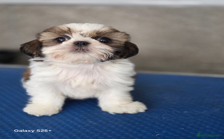 Shih Tzu dogs - Advert 2