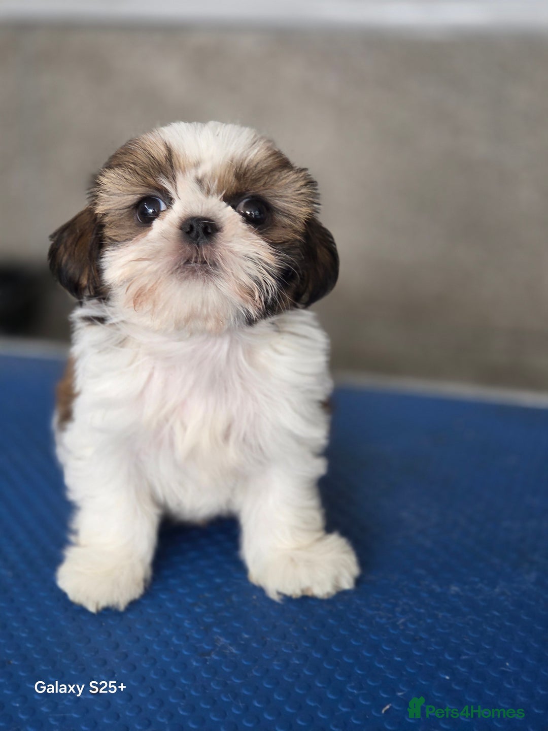 Shih Tzu dogs for sale: Lovely litter of shihtzu  - Image 1