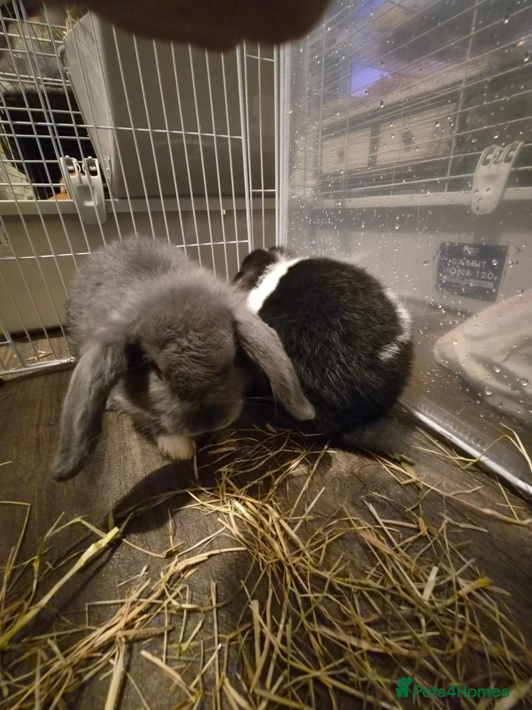 Mixed Breed rabbits for sale: Mini lop cross lionhead boys in Haverhill - Advert 4