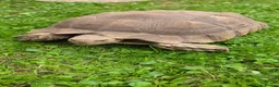 Tortoise reptiles for sale: Large sulcata tortoise - Advert 2