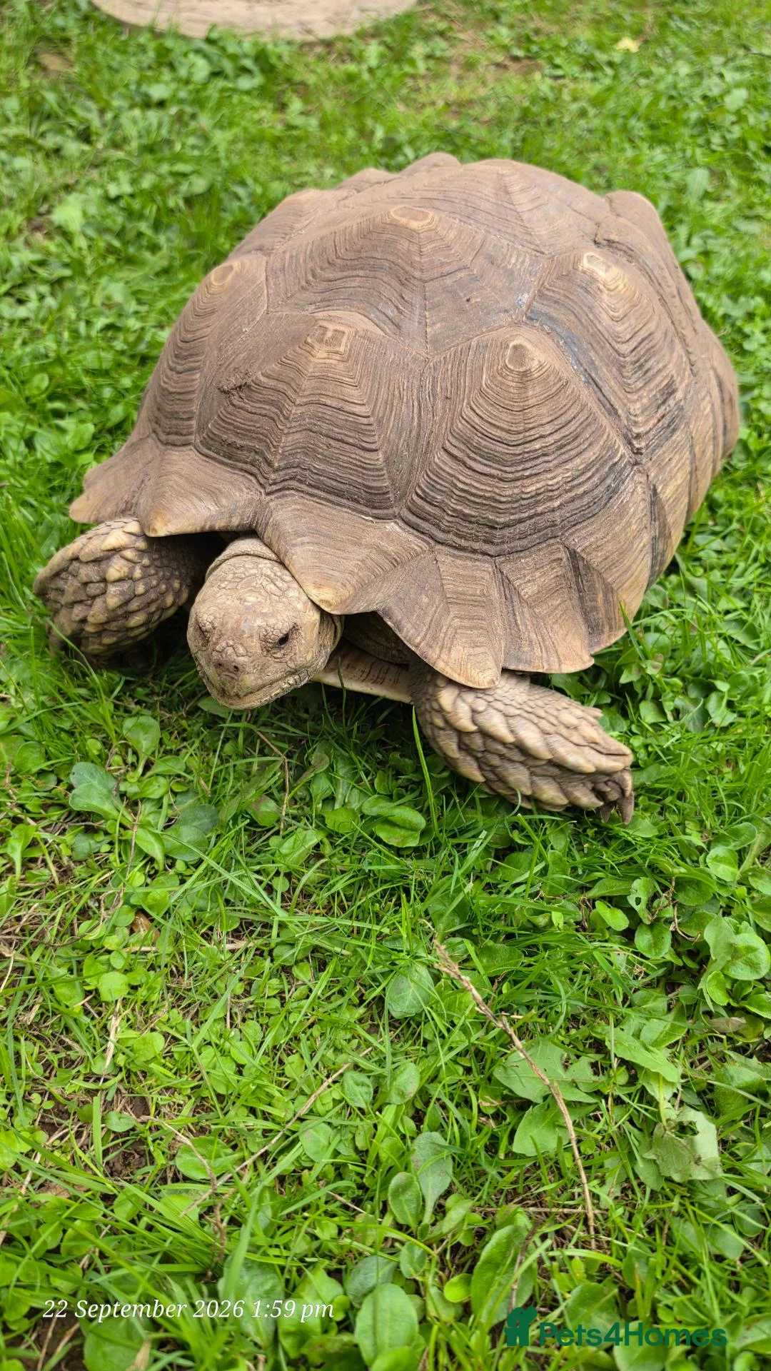 Tortoise reptiles for sale: Large sulcata tortoise - Advert 2