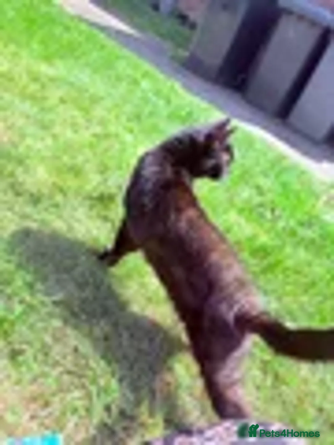 Bombay cats for sale: Adult cat looking for forever home  - Advert 1