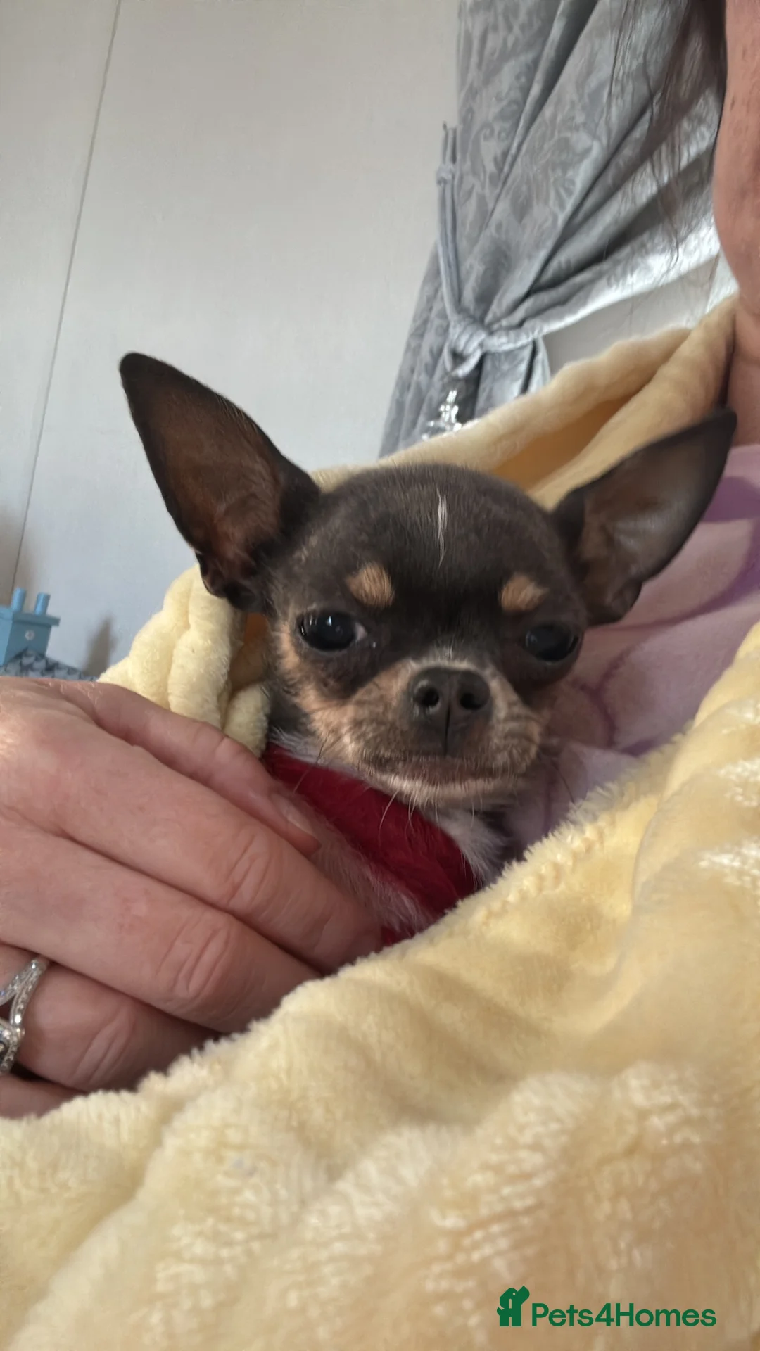 Chihuahua dogs for sale: Very tiny chihuahua - Advert 2