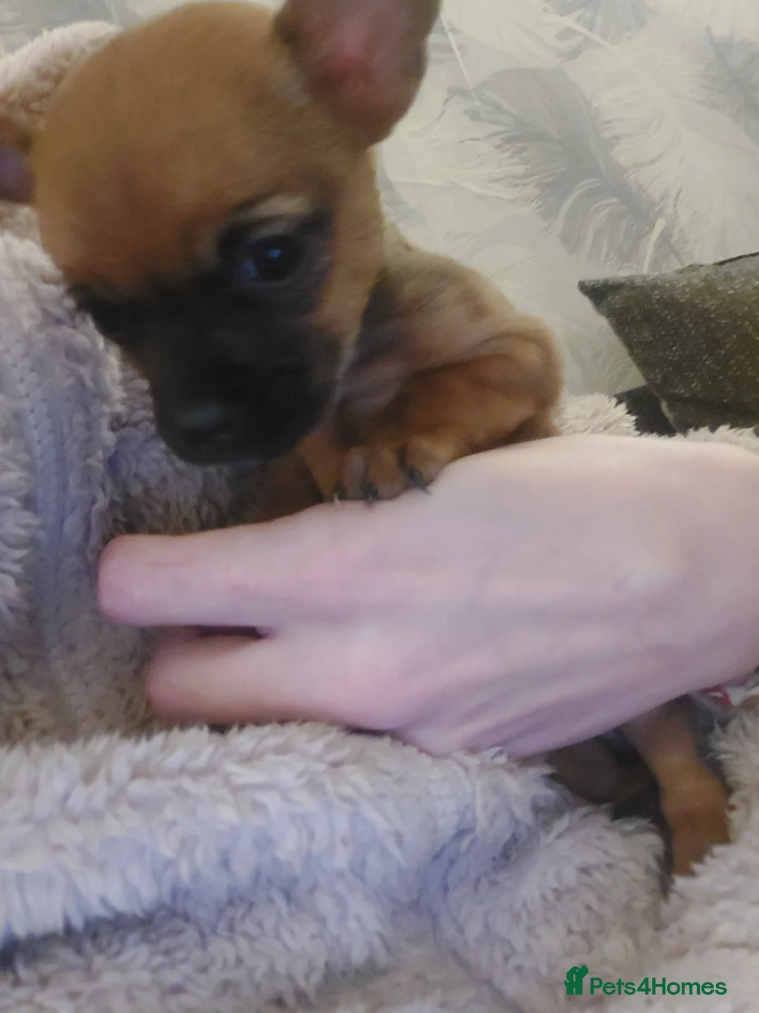 Mixed Breed dogs for sale: Puppies - Advert 4