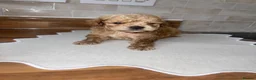 Maltipoo dogs for sale: Tiny toy teddy faced Maltipoo puppies  - Advert 18