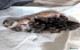 Mixed Breed cats for sale: Playful kittens  - Image 1
