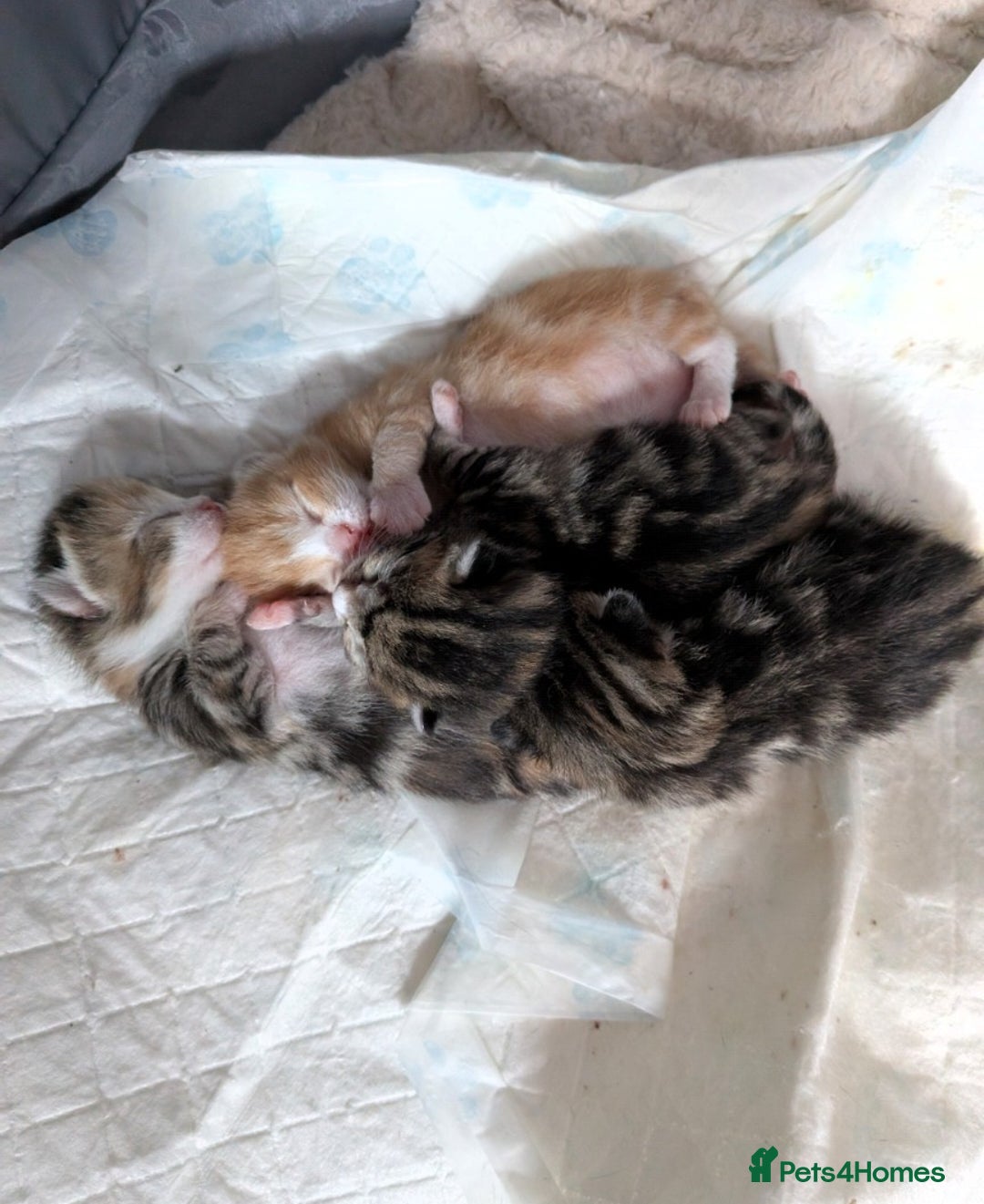 Mixed Breed cats for sale: Playful kittens  - Image 1