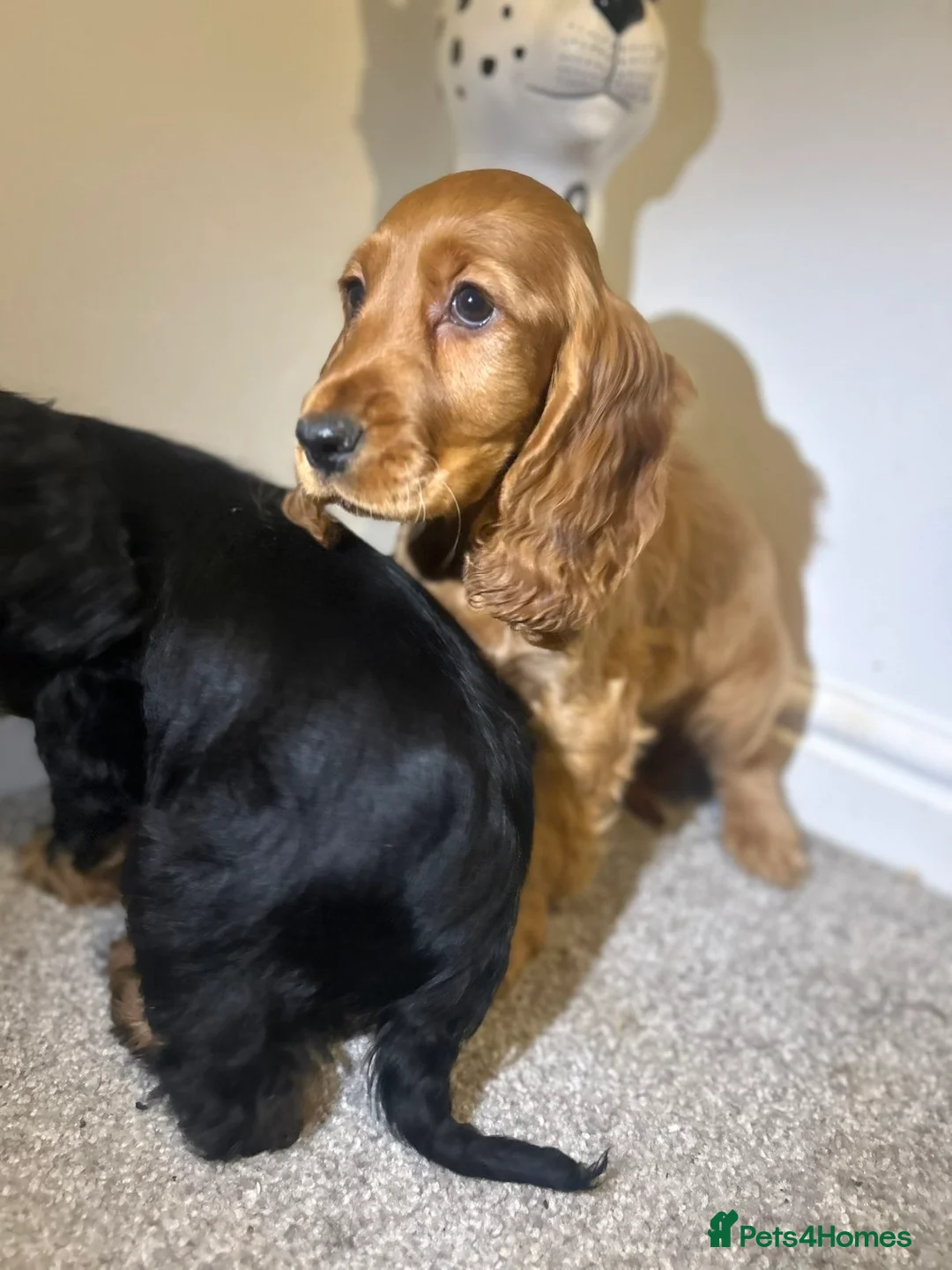Cocker Spaniel dogs for sale: Three Cocker spaniels- Homes to pet homes only - Advert 3