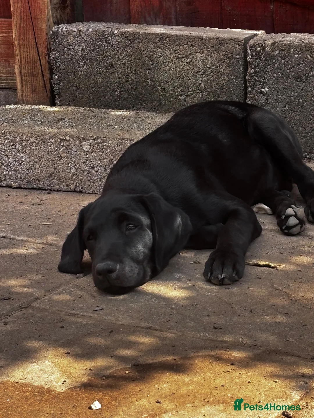 Labrador Retriever dogs for sale: Labrador retriever puppies - Advert 2