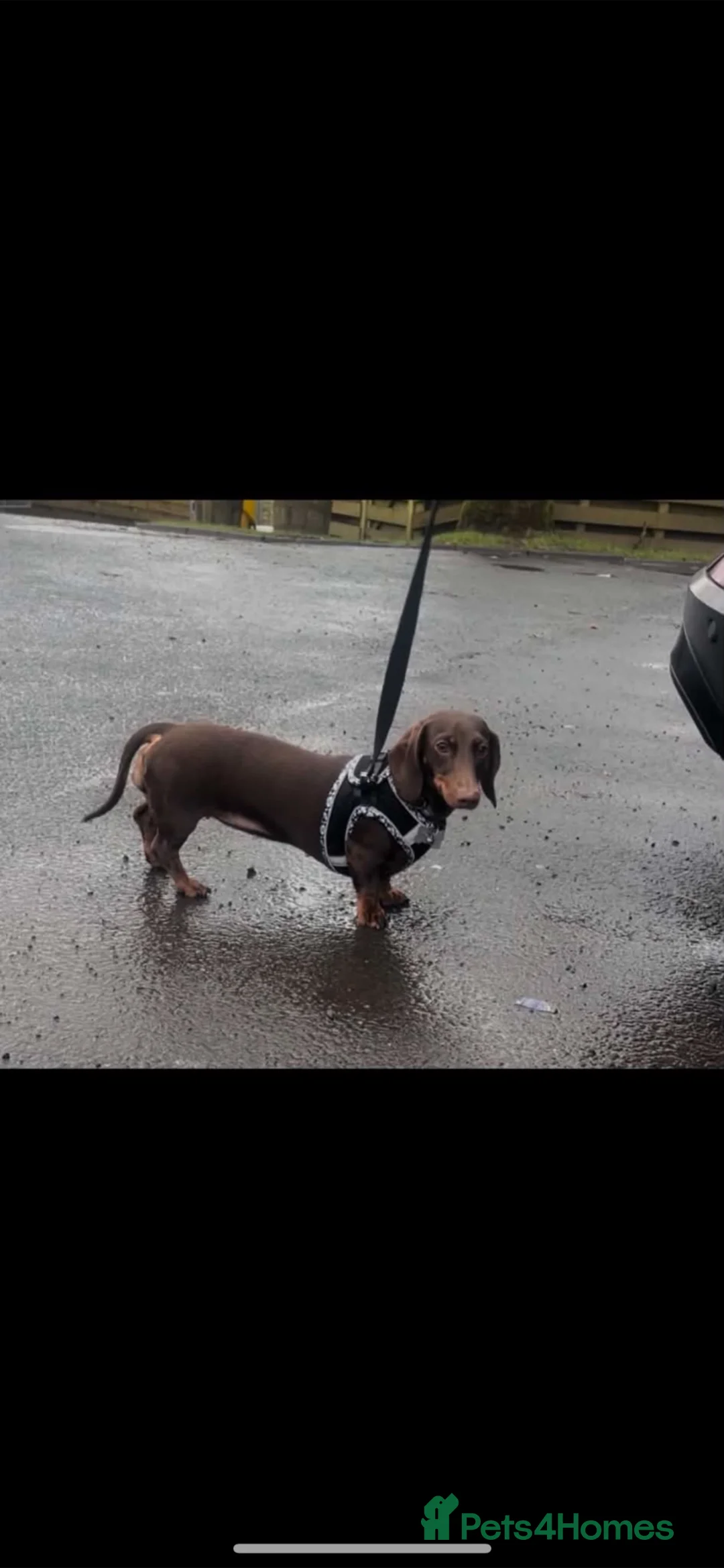 Miniature Dachshund dogs for sale: Miniature dachshund puppies - Advert 21