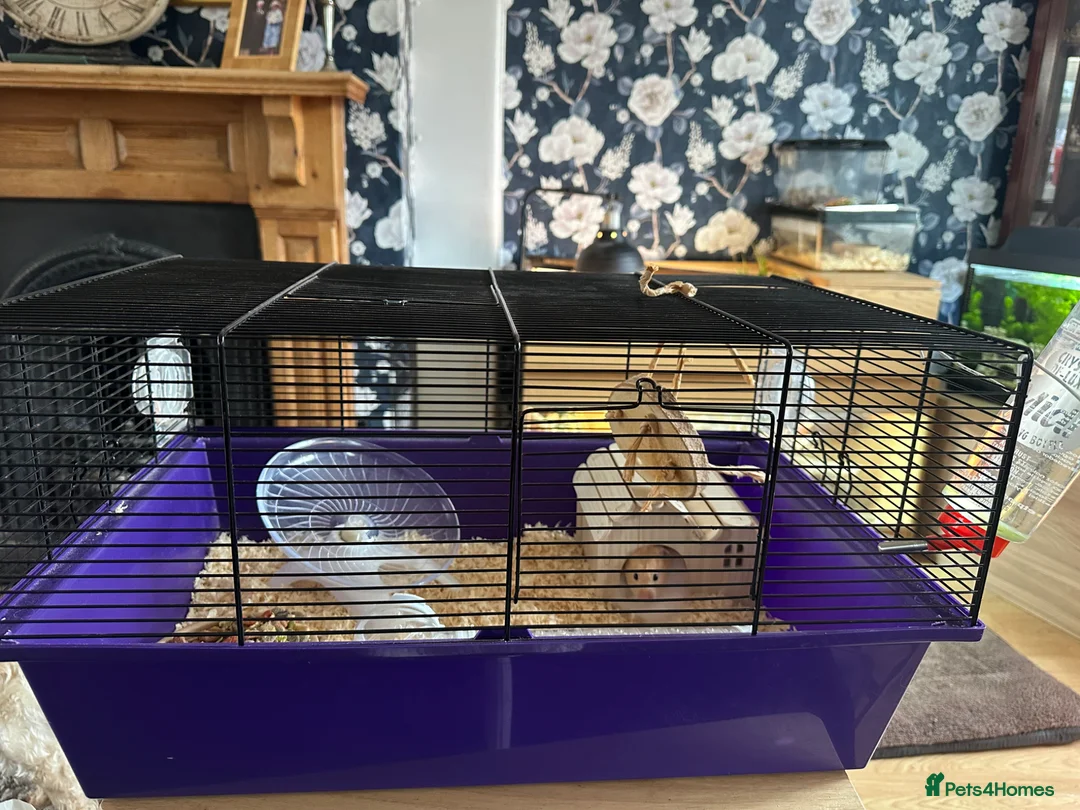 Hamster rodents for sale: Female hamster  - Advert 5