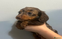 Miniature Dachshund dogs for sale: Gorgeous Miniature Dachshunds - Image 6