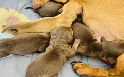 Miniature Dachshund dogs for sale: KC Miniature Dachshunds - Image 13