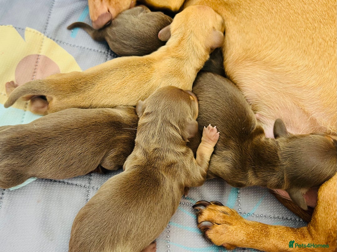 Miniature Dachshund dogs for sale: KC Miniature Dachshunds - Image 13