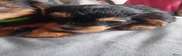Yorkshire Terrier dogs for sale: YORKSHIRE TERRIER BOY PUPPIES READY NOW in Southampton - Advert 21