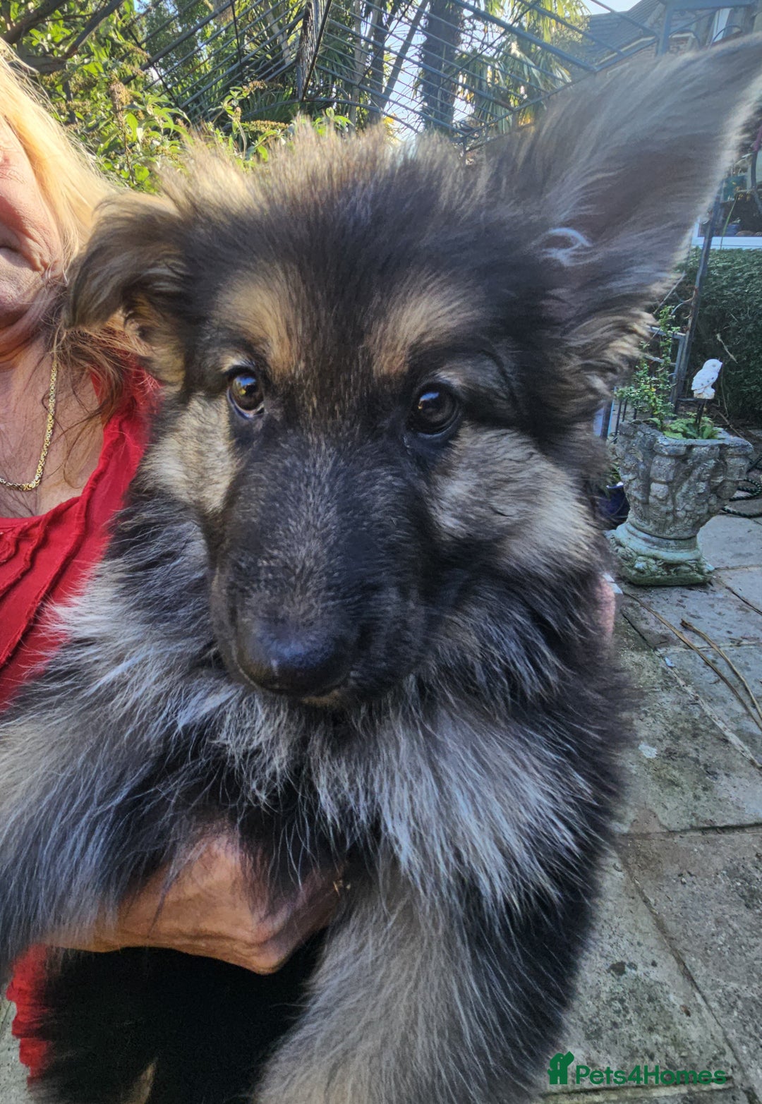 German Shepherd dogs for sale: German Sheperd long hair striaght back - Image 3