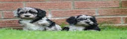 Cavapoo dogs for sale: Beautiful Cavapoo puppies for sale - Advert 36