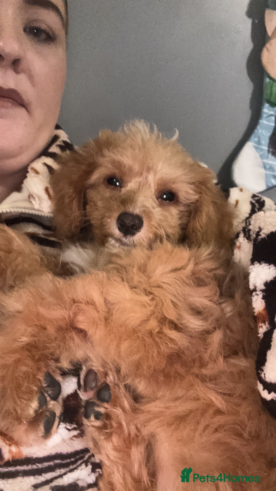 Cockapoo dogs for sale: mini cockapoo female  - Advert 3