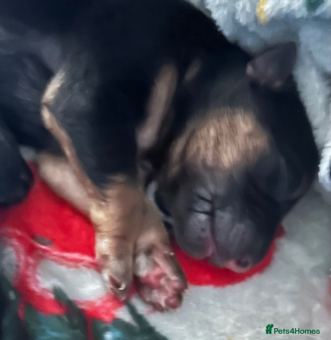 German Shepherd dogs for sale: German Shepherd puppies  - Image 6
