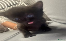 Mixed Breed cats for sale: Kittens for sale  - Image 2