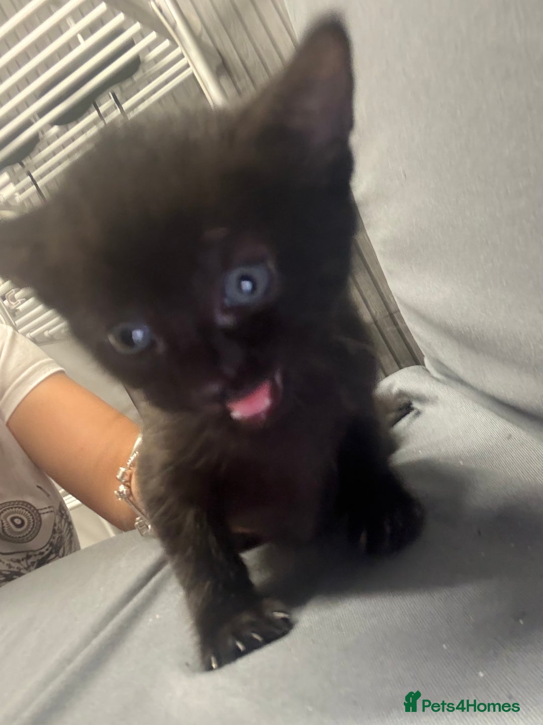 Mixed Breed cats for sale: Kittens for sale  - Image 2