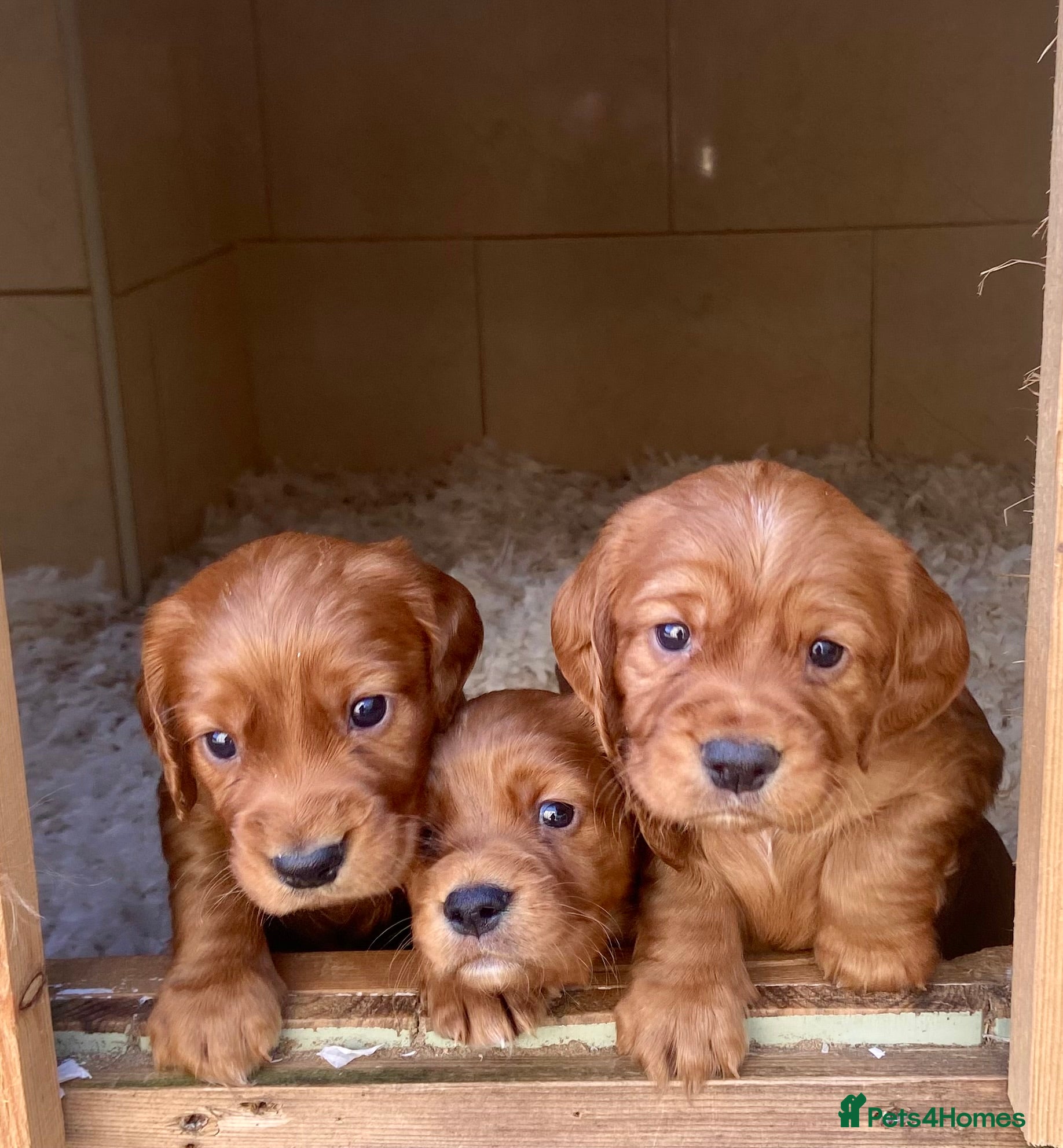 Cocker Spaniel dogs R.k.c registered working cocker spaniel pups  - Advert 3