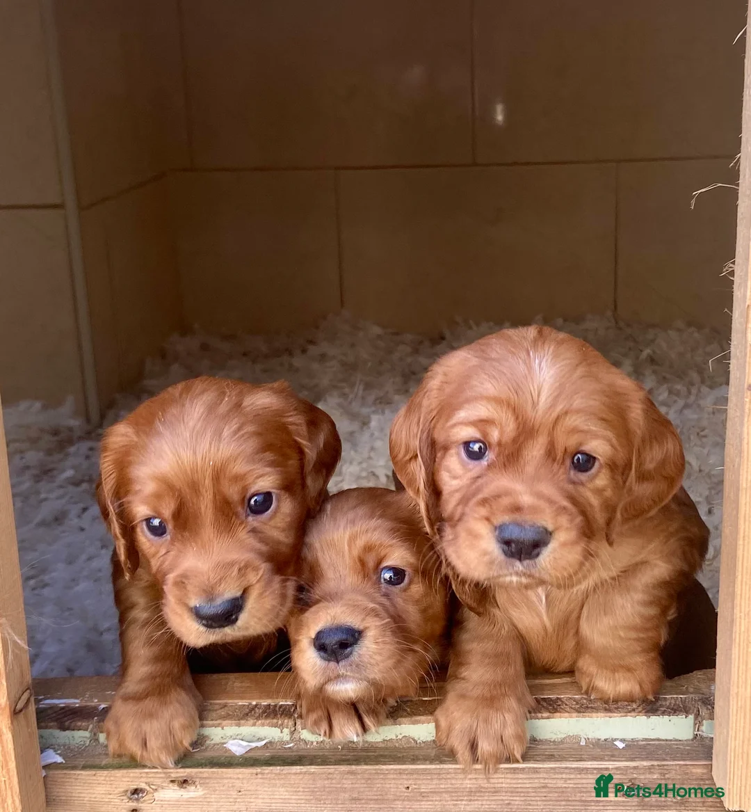 Cocker Spaniel dogs for sale: R.k.c registered working cocker spaniel pups  - Advert 1