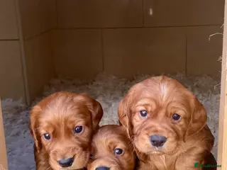 Cocker Spaniel dogs R.k.c registered working cocker spaniel pups - Advert 14