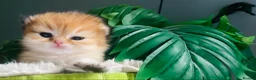 British Longhair cats for sale: 🐾🐾♥️Baby boy - golden black shaded boy🐾🐾♥️ - Advert 7