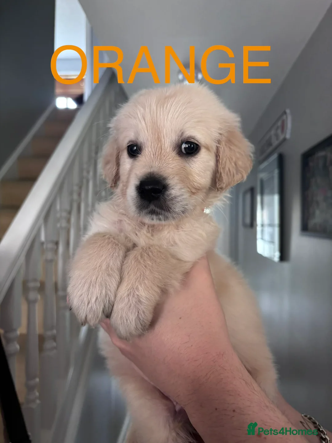 Golden Retriever dogs for sale: 🐾 READY NOW, 1 KC boy left.  - Advert 15