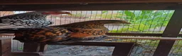 Chickens poultry for sale: Gold laced wyandotte hens - Advert 2