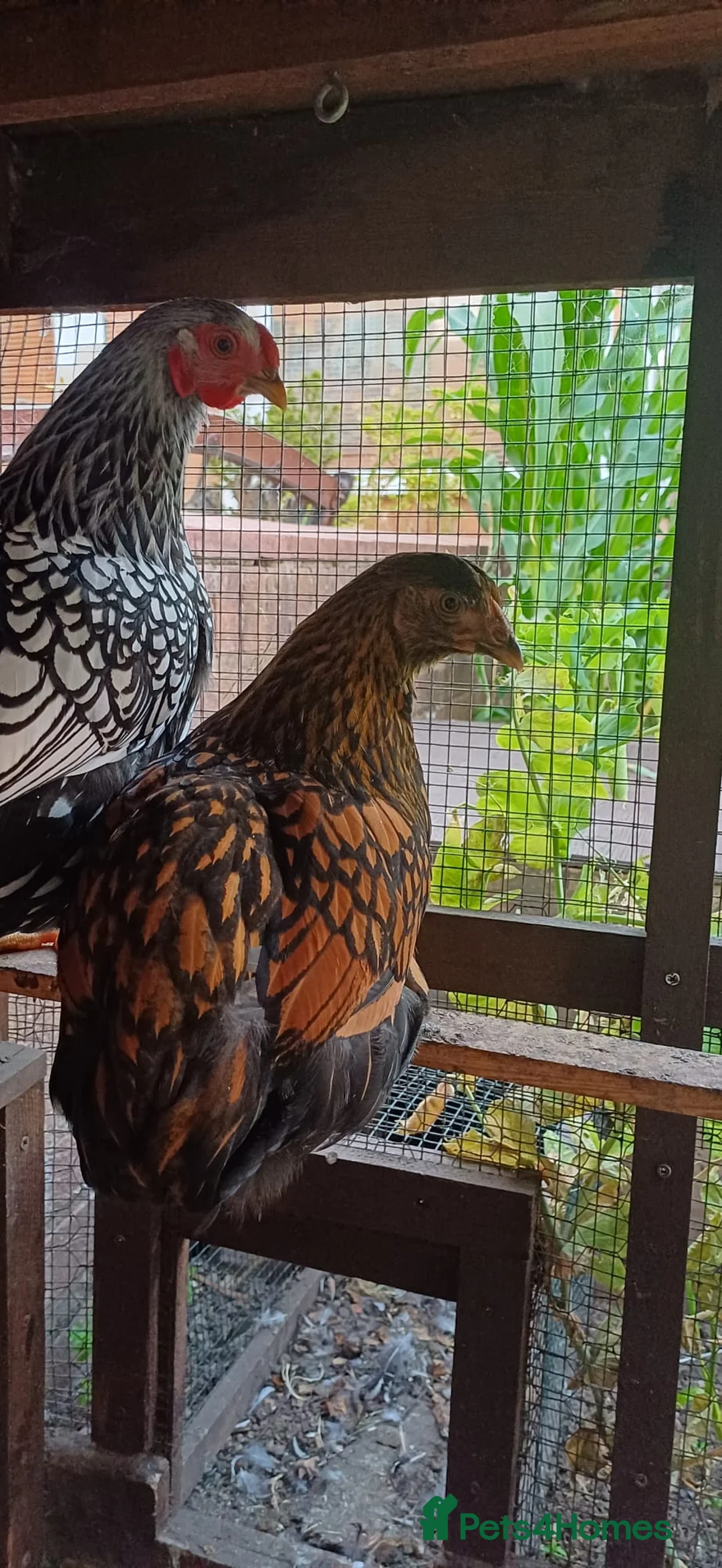 Chickens poultry for sale: Gold laced wyandotte hens - Advert 2