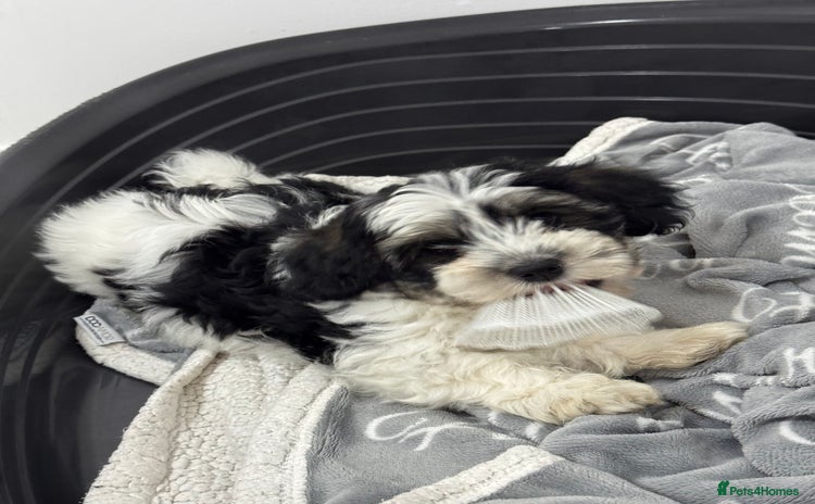 Mixed Breed dogs - Advert 4