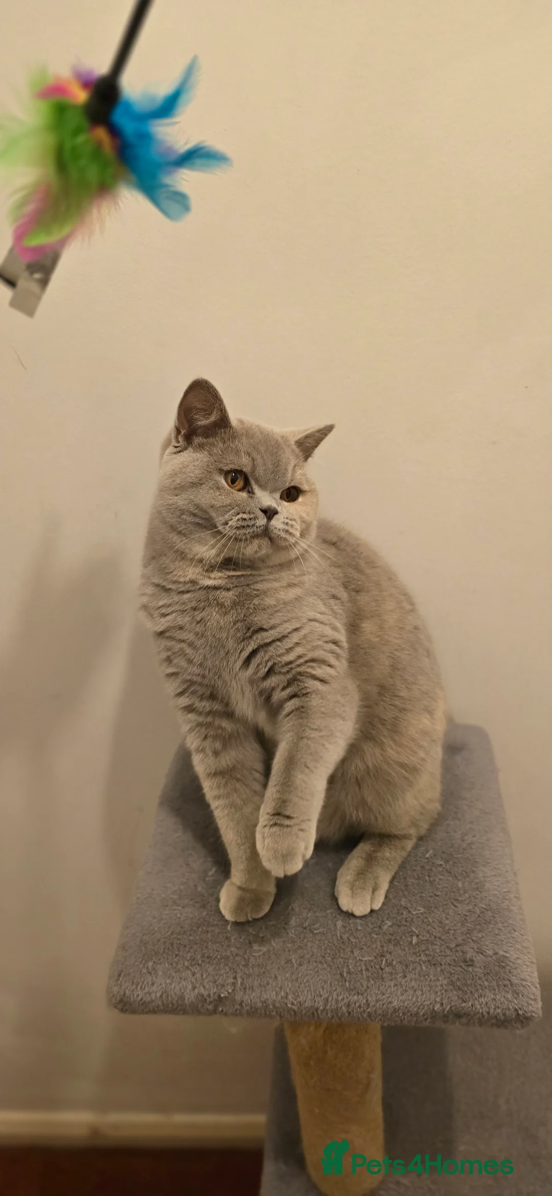 British Shorthair cats for sale: ACTIVE BSH LILAC TORTIE GCCF & TICA REGISTERED  - Advert 4