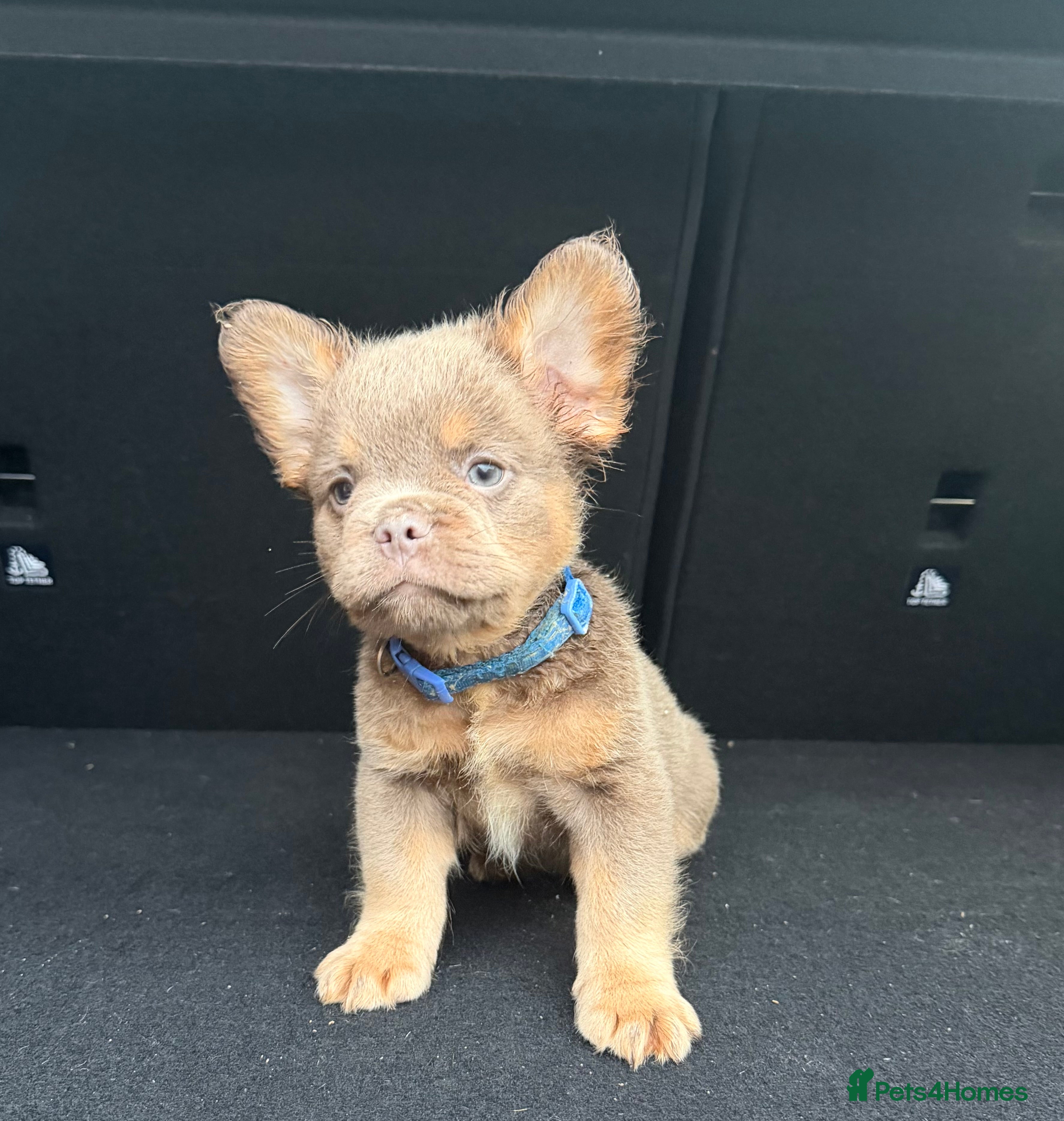 French Bulldog dogs READY NOW Fluffy Frenchies Reduced for  **   **  - Advert 15