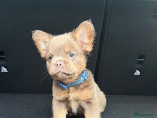 French Bulldog dogs READY NOW Fluffy Frenchies Reduced for ** ** - Advert 15