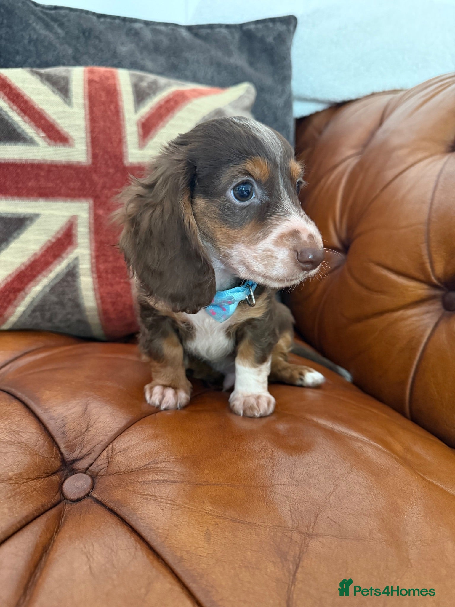 Miniature Dachshund dogs Miniature Dachshund 5 ⭐ License 5 ⭐ reviews - Advert 1