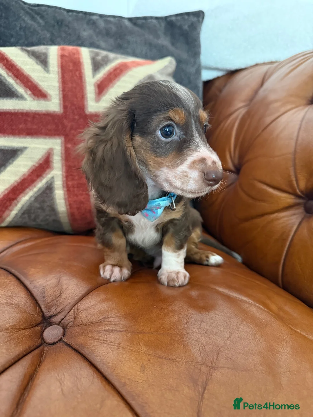 Miniature Dachshund dogs for sale: Miniature Dachshund 5 ⭐ License 5 ⭐ reviews - Advert 1