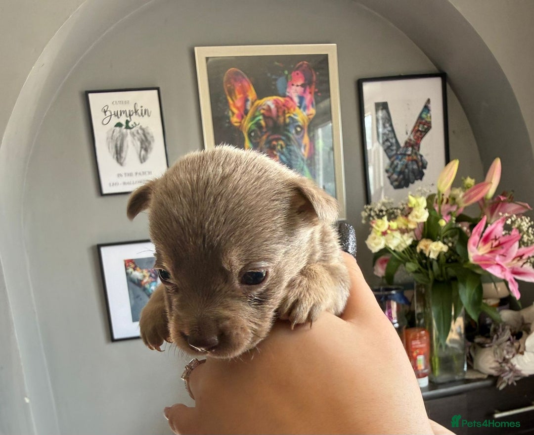 Mixed Breed dogs for sale: 9 beautiful dachshund cross poms - Image 2