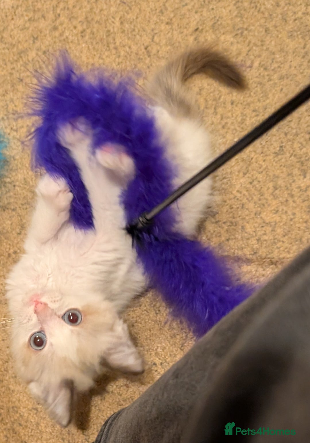 Ragdoll cats for sale: Gorgeous Lucy, a seal bicolour ragdoll kitten  - Advert 6