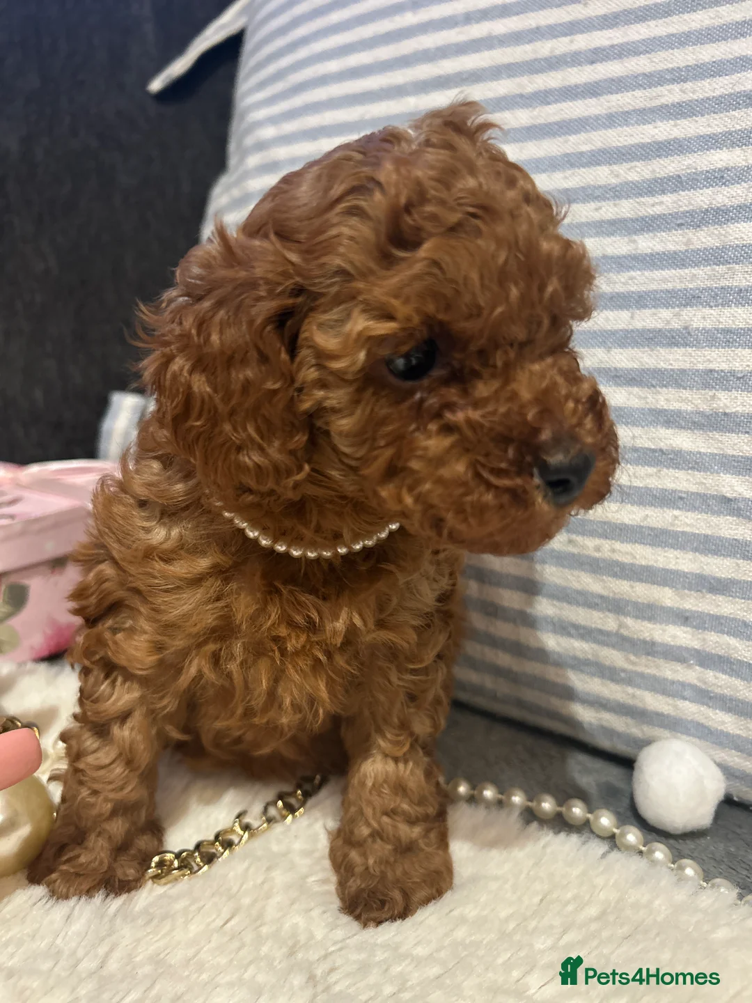 Toy Poodle dogs for sale: 🐩 Toy Poodle Red Puppies - Advert 18