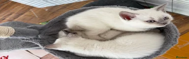 British Shorthair Kitten 5