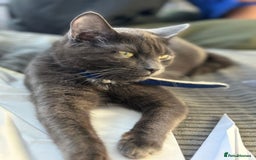 Russian Blue cats for sale: Angel  - Image 2