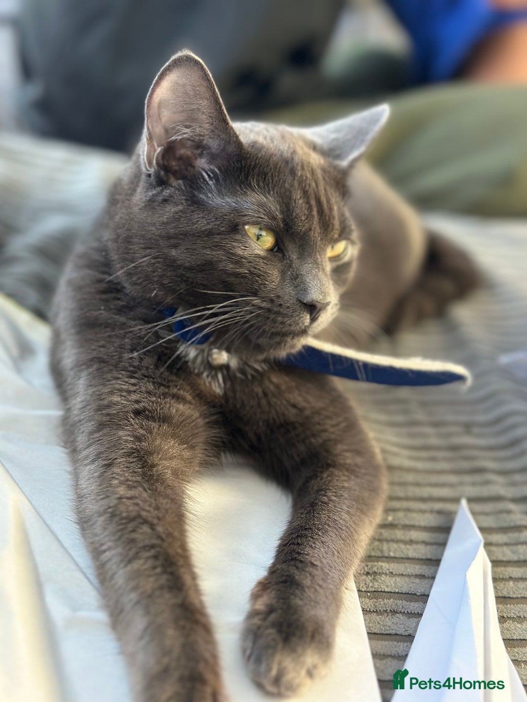 Russian Blue cats for sale: Angel  - Image 2