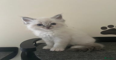 Ragdoll cats - Advert 9