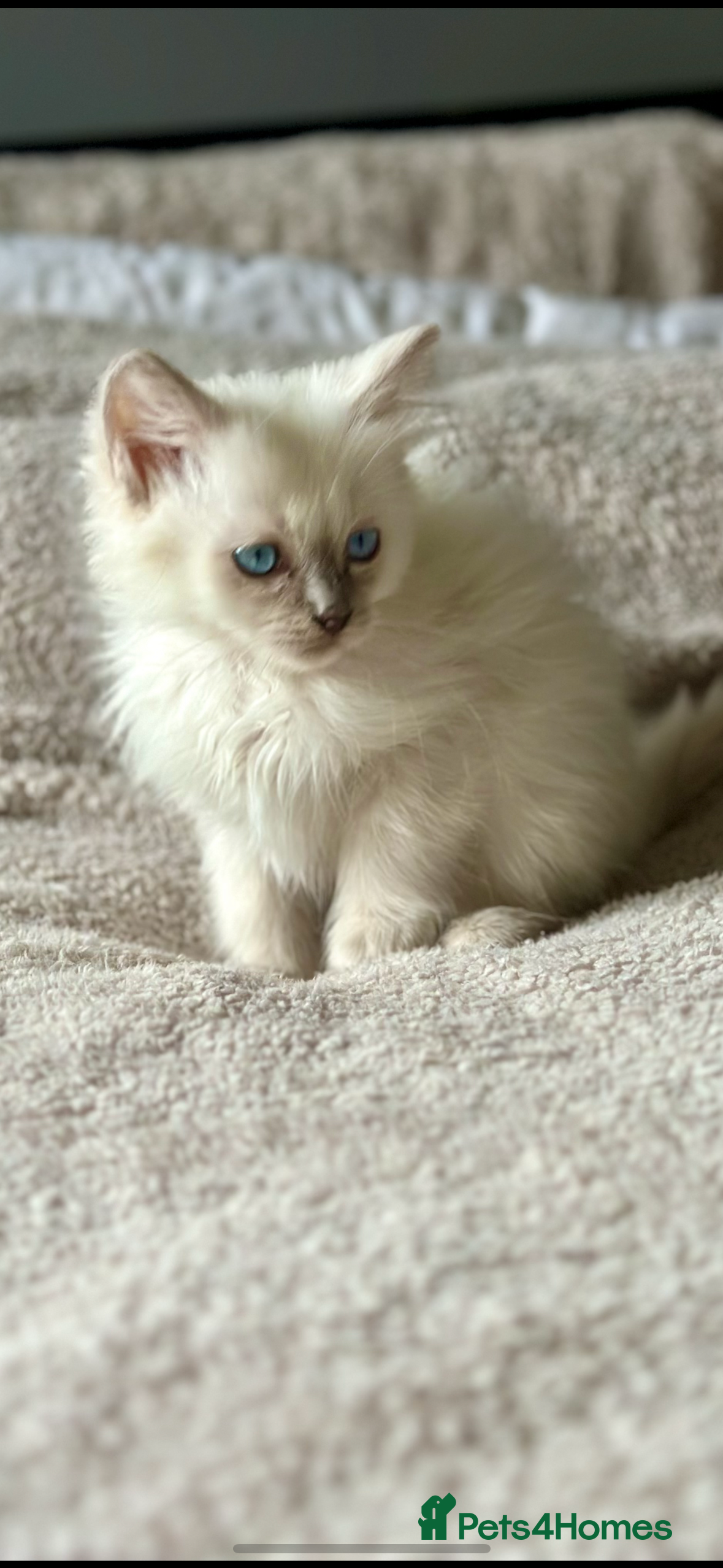 Ragdoll cats 🦋 ADORABLE GCCF BLUE BOY  🦋 - Advert 15