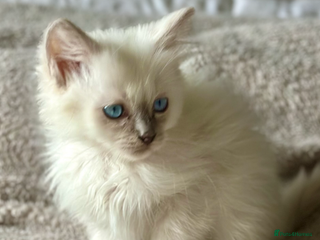 Ragdoll cats 🦋 ADORABLE GCCF BLUE BOY 🦋 - Advert 15